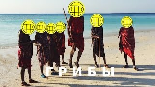 Грибы - Базару нет! (Zanzibar - fun version)
