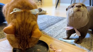 バレンタインデー！カワウソから猫にプレゼント！ Valentine's Day！ An Otter's Gift to a Cat