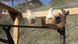 Introducing Our New Animal Ambassador To The Coop