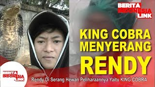Rendy Di Serang Hewan Peliharaannya Yaitu KING COBRA