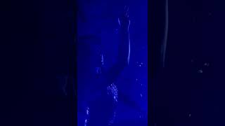 Strip | Olga Panaeva | Shine