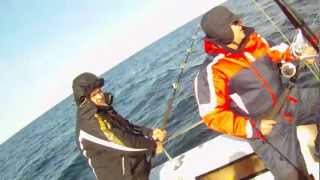 Палтус атакует зубатку.Halibut attacks catfish,Norway