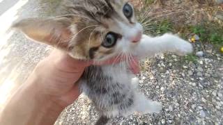 İnsanlık ölmemiş, sokakta yavru kedi buldum, eğlenceli çocuk videosu