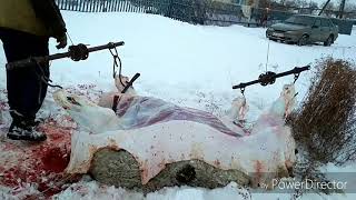 (+18) забой быка