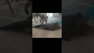 CAT ATTACKS