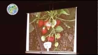 Клубника садовая - опыт Надежды КОМАРОВОЙ.3ч how to grow strawberries garden