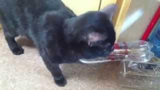 Cat try to catch fly | Кот ловит муху