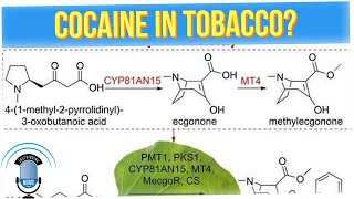 GMO Tobacco Plant Produces CoKaine in its Leaves