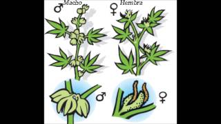 Marihuana (Hembras-Machos-Hermafroditas) (Loquendo)