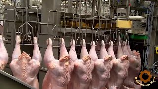 Amazing automatic turkey cutting line. Meat processing factory in the Netherlands