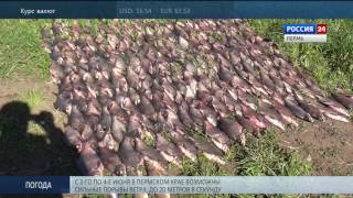 Браконьеры попали под статью за ловлю рыбы сетями