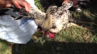 Filipino ROOSTER Slaughter part 1