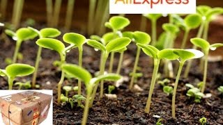 Распаковка Посылки Из Китая. AliExpress Семена
