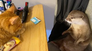 カワウソさくら あまりにも起きなさすぎてただのぬいぐるみになってるカワウソotter turned into a non-moving stuffed animal
