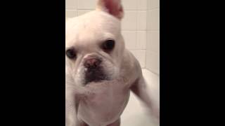 Quick little bathtime Piggy