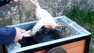 chicken plucker