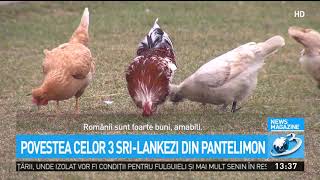 Povestea celor trei sri lankezi din Pantelimon