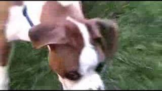 Boxer barking