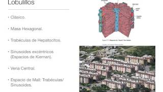 Histologia Higado y Prancreas