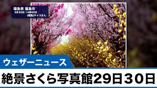 絶景さくら写真館 3月29日・30日