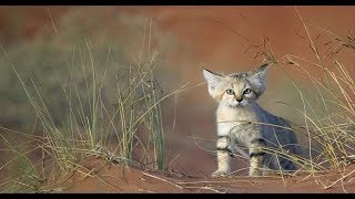 Дикие животные Ирана 2019 HD(National Geographic)