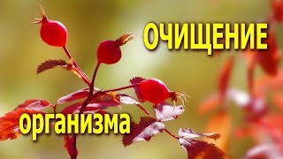 Эффективное ОЧИЩЕНИЕ КРОВИ, СОСУДОВ, ПОЧЕК, КИШЕЧНИКА, ОТ ПАРАЗИТОВ...