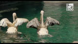 Pelicans Released in Polar Bear Habitat (No Bears) - Cincinnati Zoo