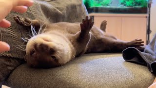 どうしてもお腹をペロンと見せつけたいらしいカワウソ An otter that really wants to show off its belly.