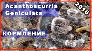 Кормление  Паук Птицеед  Acanthoscurria Geniculata, spider tarantula, feeding, жесть 2016