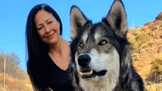 Couple saves a wolfdog, then discover unusual way he purrs
