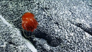 Quick Peek at a Sea Dandelion | Nautilus Live