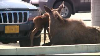 Moose Gives Birth in Lowe's Parking Lot