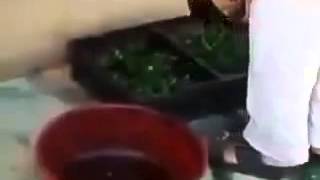 Renkli Civciv Almayın. Renkli Civciv nasıl yapılır ?