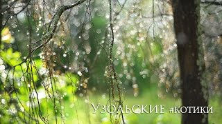 Узольские#котики