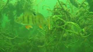 diving, Plateliai 27092009 0002