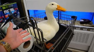 Taking My Duck Shopping...