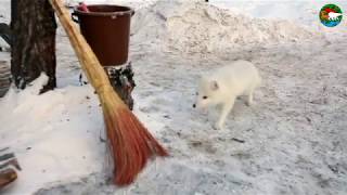 Песец- дебошир/ Arctic Fox, The Little Rascal
