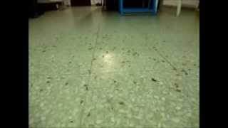 SEA'S FLEAS ATTACK