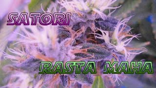 Satori/Cатори, моя любимка.