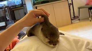 飼い主がベッドになってくれないことに文句を言うカワウソ Otter complaining that his owner won't make his bed.