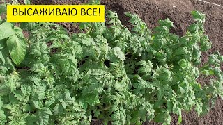 Обзор огорода 13 мая. Сегодня у меня "великий" день высадки томатов в открытый грунт! 