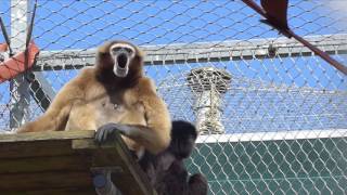 Zingende withandgibbons - Stichting AAP
