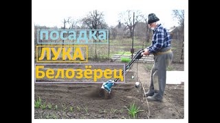 Садим лук синий длинный Белозёрец