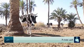مرض خطير يصيب الماشية إسمه ( داء السعار )