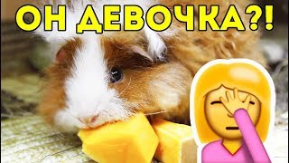 КУЗЯ ДЕВОЧКА?! Как Приручить Морскую Свинку / SvinkiShow