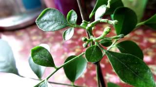 Новинка. Комнатный цветок. Муррайя метельчатая \ Indoor Flower. Murraya paniculata