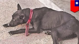Depressed suicidal dog kills itself by jumping off fourth floor balcony - TomoNews