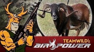 EXTREME Airgun Hunting - Black Corsican Ram with the Benjamin Rogue