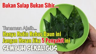 ANDA YANG PERTAMA TAHU.... CUMA REBUS DAUN INI, MASYA ALLAH TERNYATA BISA JADI PENGGANTI OBAT WARUNG