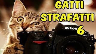 Gatti strafatti episodio 6